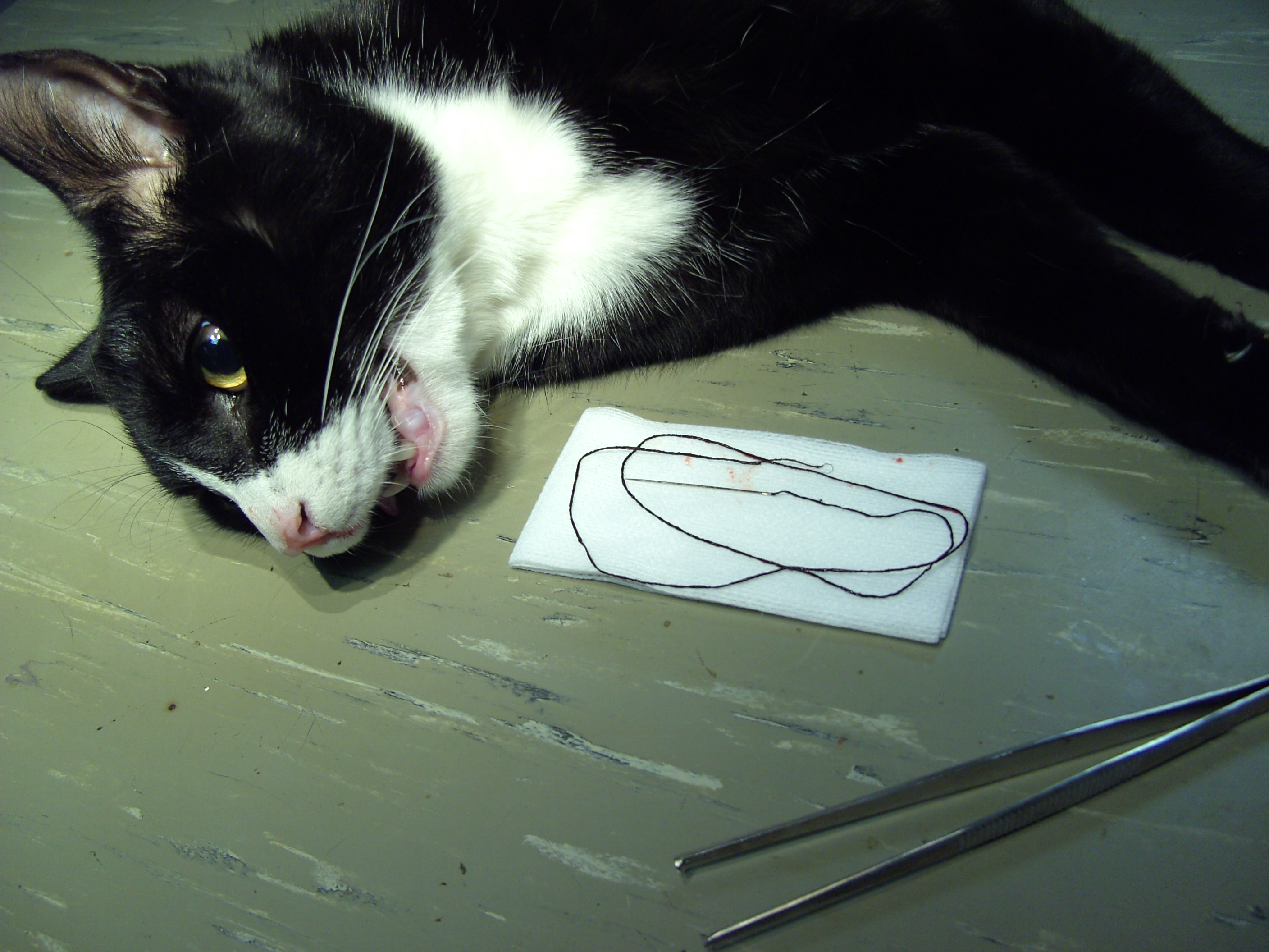 kat naald van doorn 015